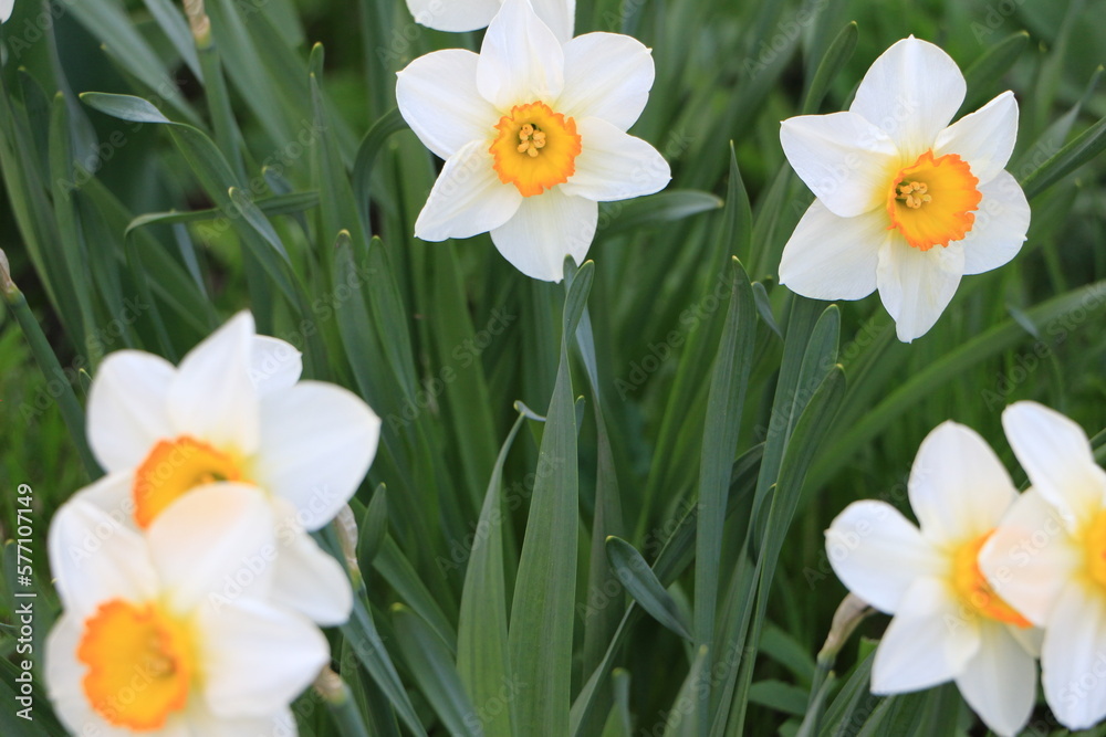White flowers of daffodils in the garden closeup. Green background. Selective focus. Out of focus. Сopy space White flowers of daffodils in the garden closeup. Green background. Selective focus. Out of focus. Сopy space