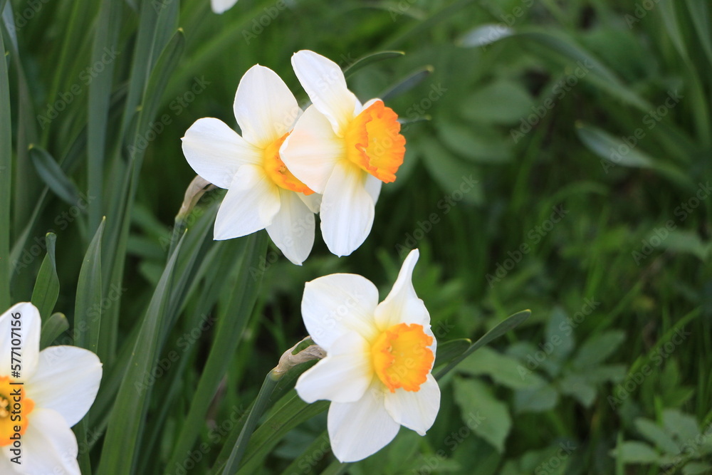 White flowers of daffodils in the garden closeup. Green background. Selective focus. Out of focus. Сopy space White flowers of daffodils in the garden closeup. Green background. Selective focus. Out of focus. Сopy space