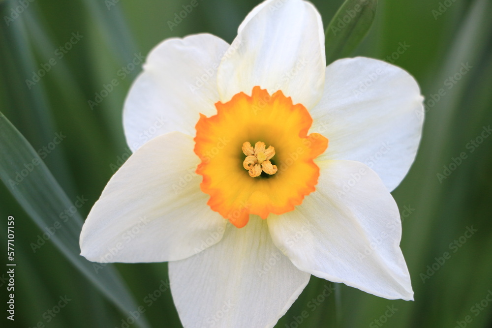 White daffodil flower close up. Green blurred background. Selective focus. Copy space White daffodil flower close up. Green blurred background. Selective focus. Copy space