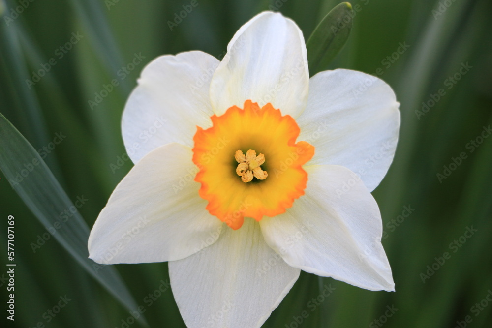 White daffodil flower close up. Green blurred background. Selective focus. Copy space White daffodil flower close up. Green blurred background. Selective focus. Copy space