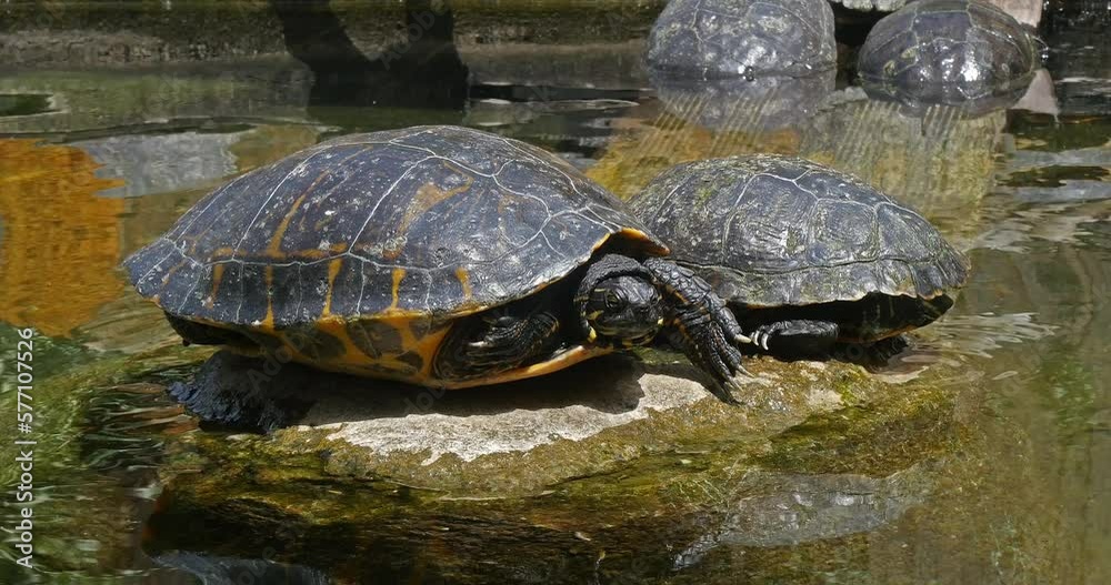 Red Eared Terrapin, trachemys scripta elegans, Aquarium in France, Real Time 4K Red Eared Terrapin, trachemys scripta elegans, Aquarium in France, Real Time 4K