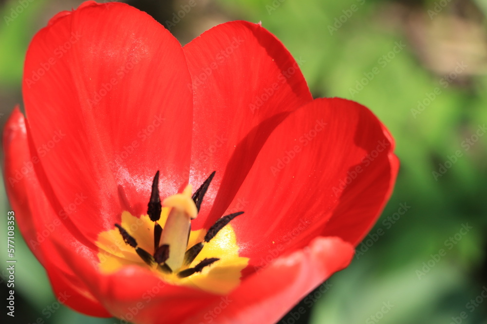 Red tulip flower in the garden close up. Green blurred background. Selective focus. Out of focus. Copy space Red tulip flower in the garden close up. Green blurred background. Selective focus. Out of focus. Copy space