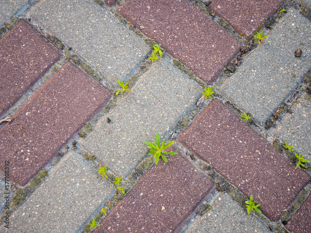 Grass sprouts between paving slabs