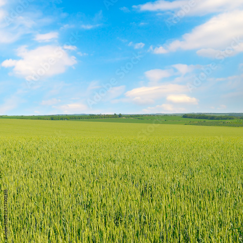 Green wheat field and blue sky.