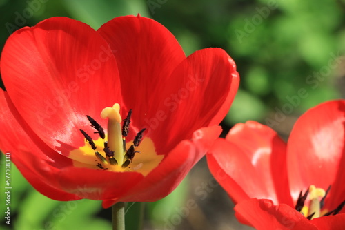 Red tulip flower in the garden close up. Green blurred background. Selective focus. Out of focus. Copy space