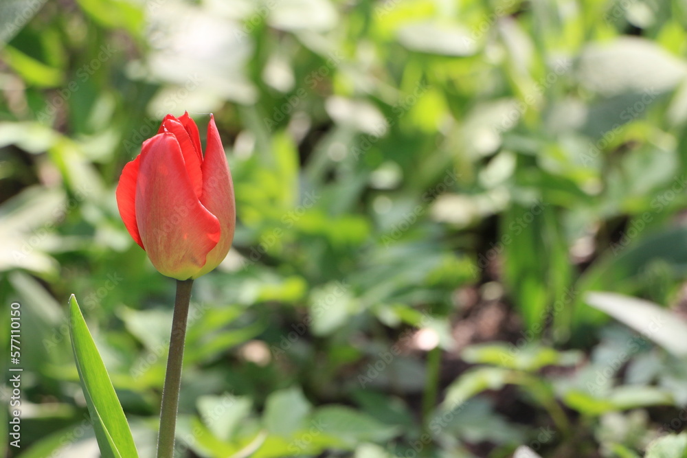 Red tulip flowers in the garden. Green blured background. Sunny day. Selective focus. Copy space