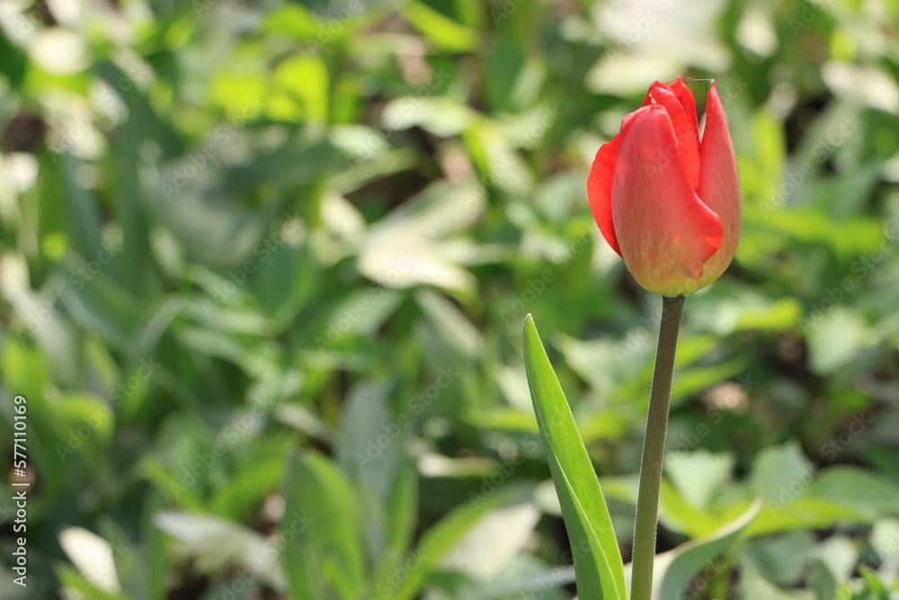 Fototapeta premium Red tulip flowers in the garden. Green blured background. Sunny day. Selective focus. Copy space
