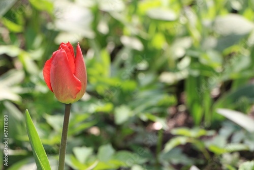 Red tulip flowers in the garden. Green blured background. Sunny day. Selective focus. Copy space