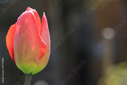 Red tulip flower closeup on a blurred background. Background. Layer. Selective focus. Copy space