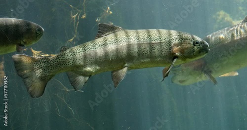 Rainbow Trout, salmo gairdneri, Fishes Swimming in a Freshwater Aquarium in France, Real Time 4K