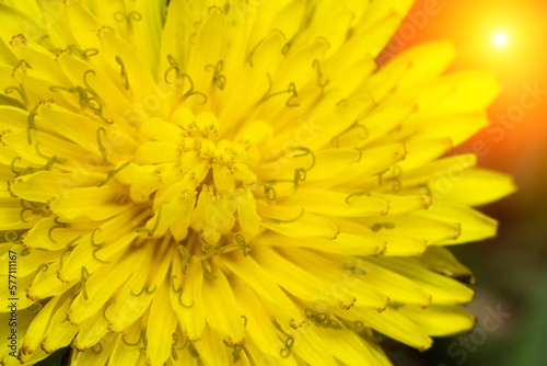 Blooming yellow dandelions close up  yellow flowers background. Macro. Selective focus