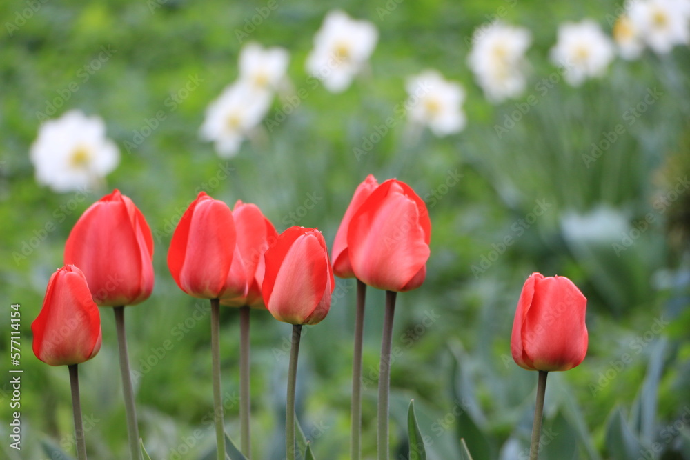 Fototapeta premium Red tulip flowers in the garden closeup. Background blurred spots of flowers of white daffodils out of focus. Selective focus