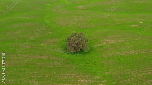 Bitronot Ruhama lonely tree, Israel, spring blossom at the Negev Desert, 4k aerial drone view