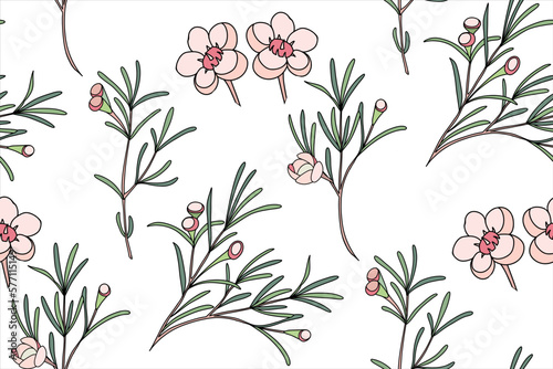 Сhamelaucium (Waxflower, Geraldton Wax-flower). A seamless pattern with delicate pink flowers of a chamelaucium. Botanical pattern. Vector stock illustration on a white background.
