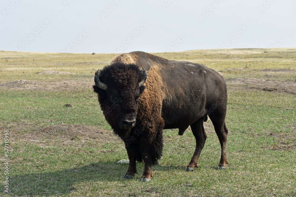 american buffalo in the field south dakota