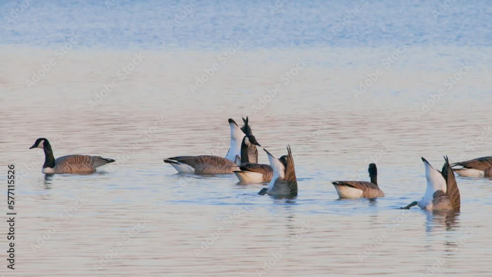 Canada Goose In A Lake Denmark Scandinavia - Branta Canadensis Canada Goose In A Lake Denmark Scandinavia - Branta Canadensis