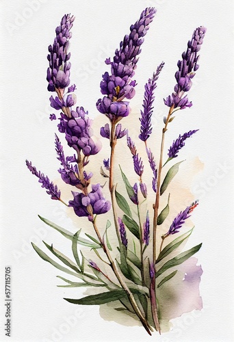 Watercolor style lavender flowers, Generative AI
