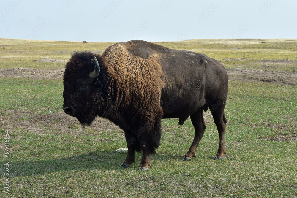 american buffalo in the field south dakota