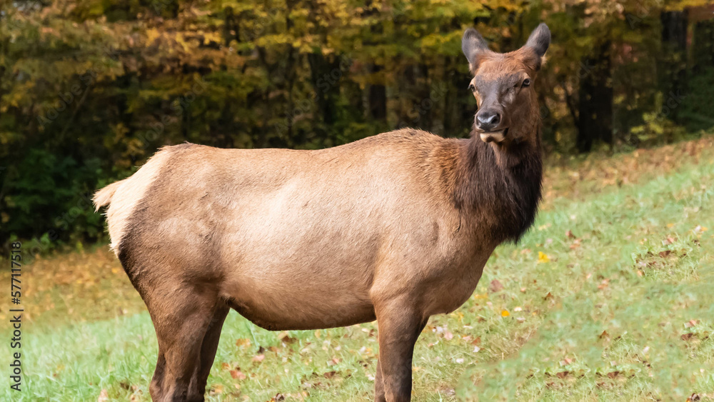 Close Profile Elk Cow on a Beautiful Autumn Morning Close Profile Elk Cow on a Beautiful Autumn Morning