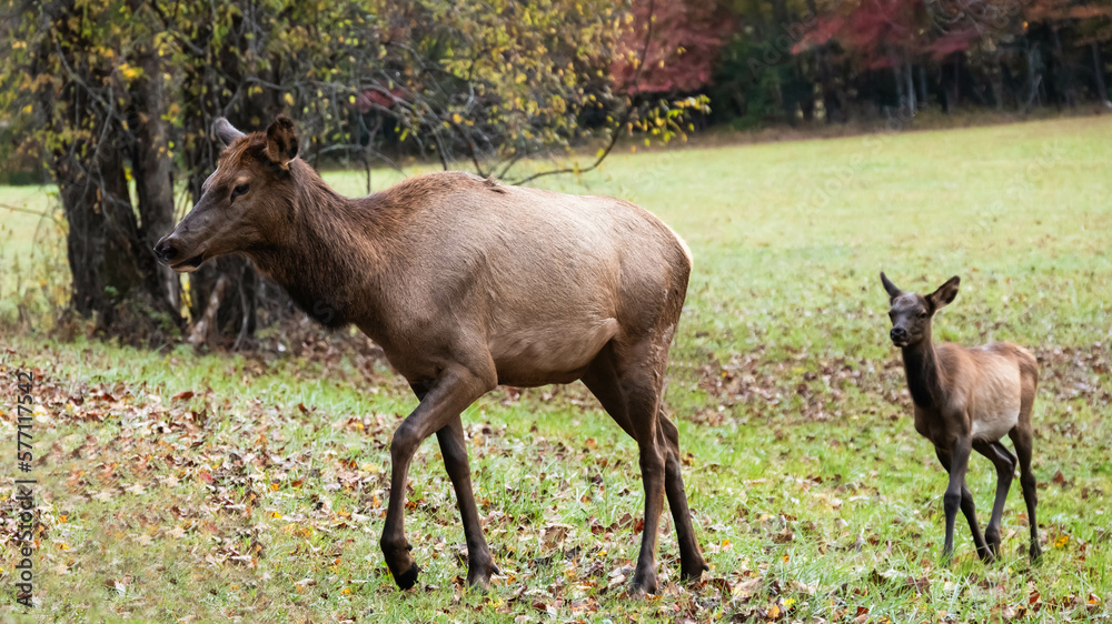 Mother and Calf Elk Grazing Quietly on a Beautiful Autumn Morning Mother and Calf Elk Grazing Quietly on a Beautiful Autumn Morning