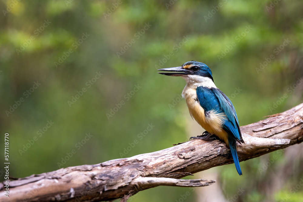 Obraz premium Male sacred kingfisher, Todiramphus sanctus, against soft woodland background of green foliage with space for text. Victoria, Australia.