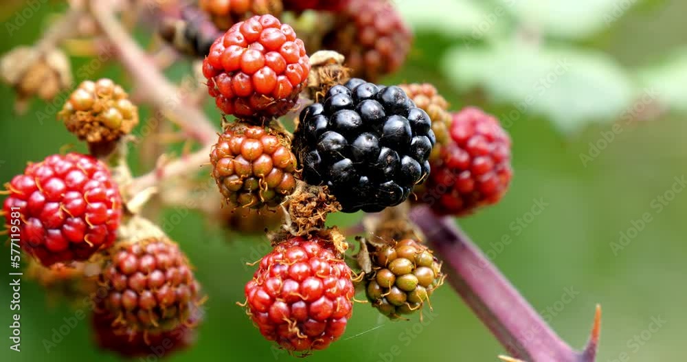 Bramble and Wild Blackberry, rubus sp., Normandy in France, Real Time 4K Bramble and Wild Blackberry, rubus sp., Normandy in France, Real Time 4K