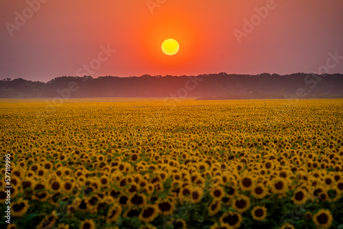 Fototapeta Naklejka Na Ścianę i Meble -  Orange sunset over yellow sunflower field