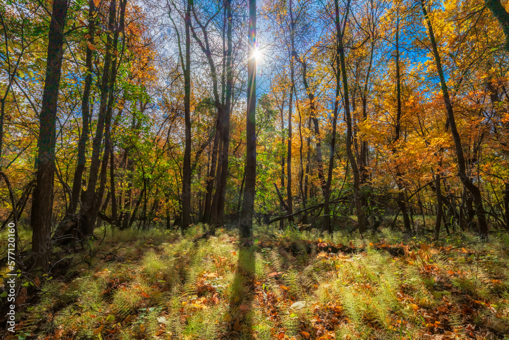 Autumn in the forest