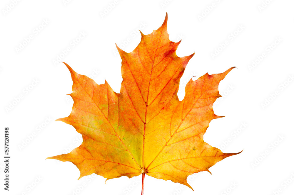 isolated leaf of maple tree isolated leaf of maple tree