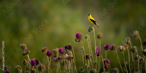 Cuadro en lienzo Gold finch on top of thistles