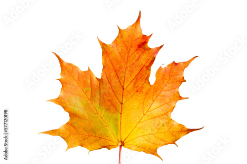 isolated leaf of maple tree