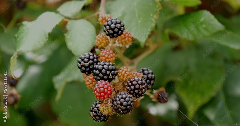Bramble and Wild Blackberry, rubus sp., Normandy in France, Real Time 4K
