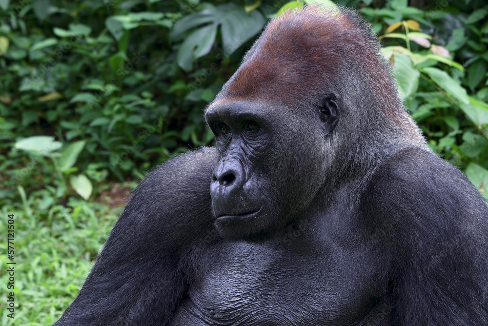 Lowland silverback gorilla in the forest Lowland silverback gorilla in the forest