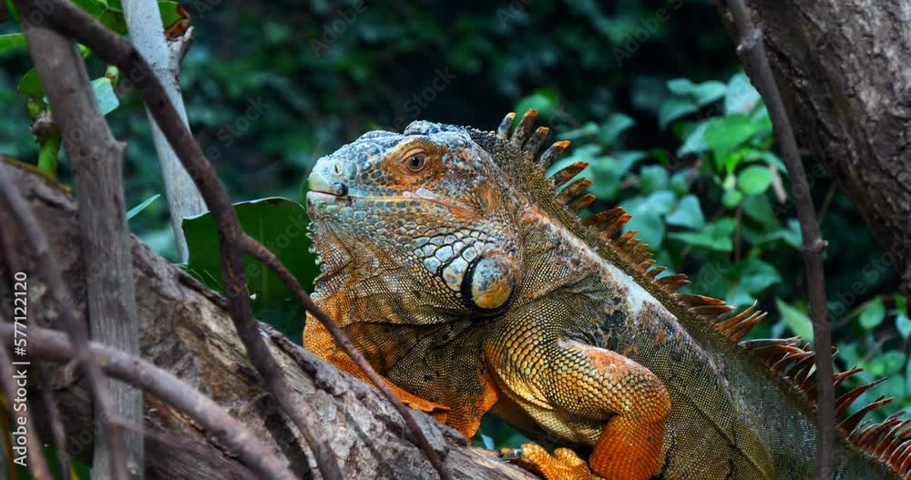 Green Iguana, iguana iguana, Adult Male standing on Branch, Los Lianos in Venezuela, Real Time 4K Green Iguana, iguana iguana, Adult Male standing on Branch, Los Lianos in Venezuela, Real Time 4K