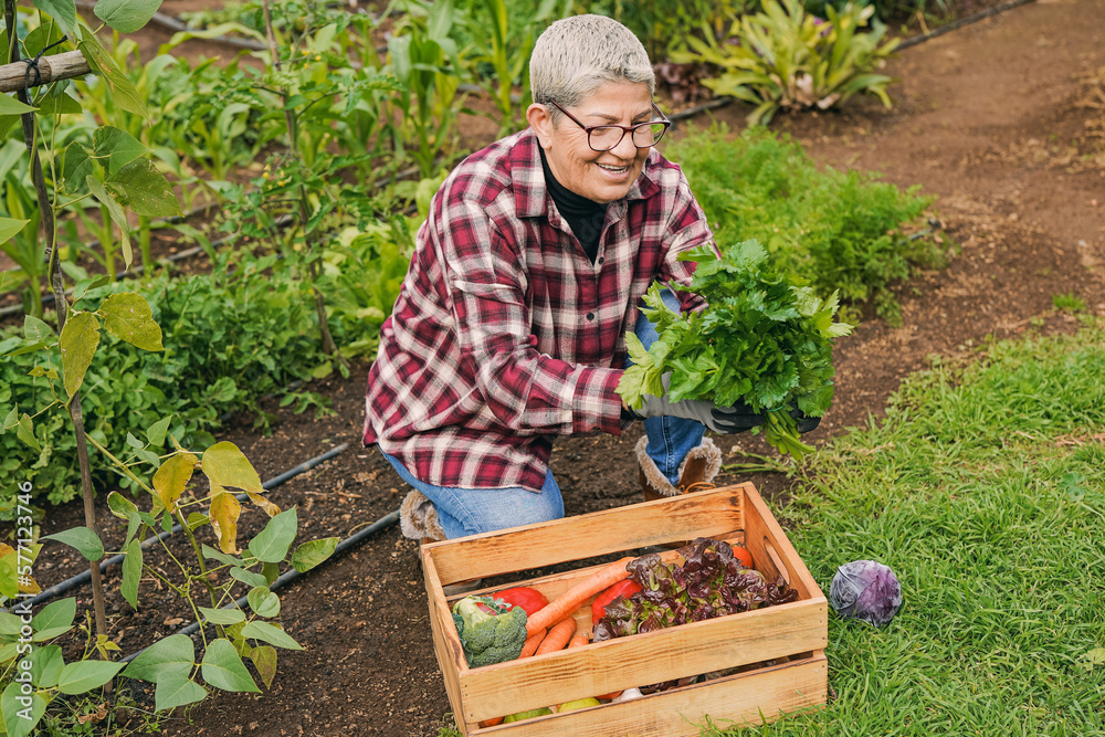 Senior woman holding fresh vegetables in the garden - Harvest and gardening concept Senior woman holding fresh vegetables in the garden - Harvest and gardening concept