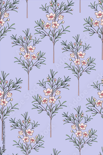 Сhamelaucium (Waxflower, Geraldton Wax-flower). A seamless pattern with delicate pink flowers of a chamelaucium. Botanical pattern. Vector stock illustration on a white background.