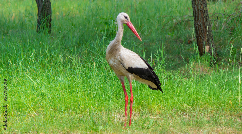 Obraz premium stork nature good weather spring.