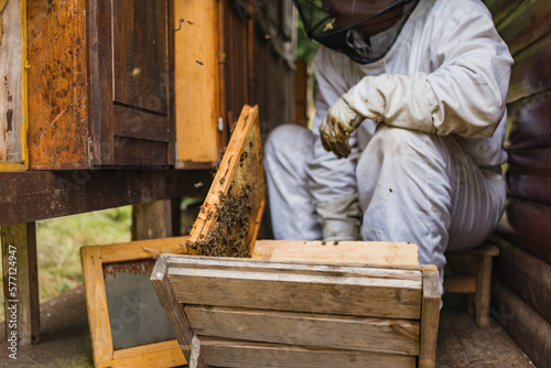 Male beekeeper carefully taking out the honey frame from a wooden beehive, checking bees and honeycomb Beekeeping and organic honey farming concept.