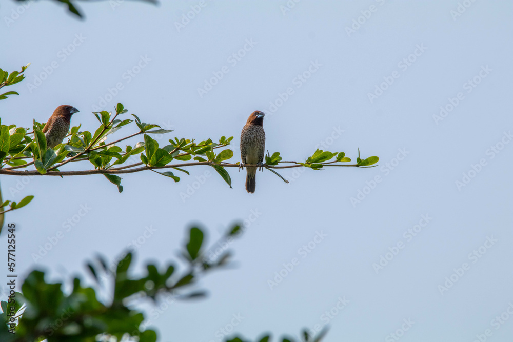 The scaly-breasted munia or spotted munia (Lonchura punctulata) The scaly-breasted munia or spotted munia (Lonchura punctulata)