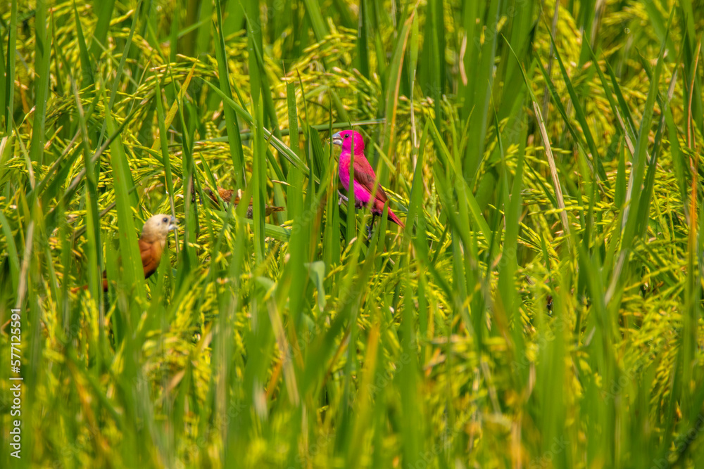 The scaly-breasted munia or spotted munia (Lonchura punctulata) The scaly-breasted munia or spotted munia (Lonchura punctulata)