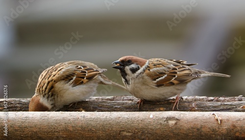 Two tree sparrows at the feeder. Czechia.  © Milan