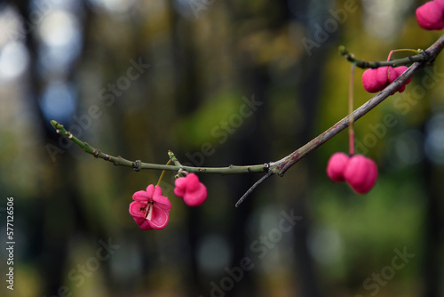 Red berries on a branch