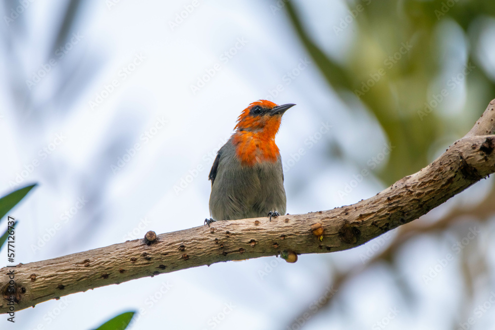 The scarlet-headed flowerpecker (Dicaeum trochileum) is a bird species in the family of Dicaeidae The scarlet-headed flowerpecker (Dicaeum trochileum) is a bird species in the family of Dicaeidae