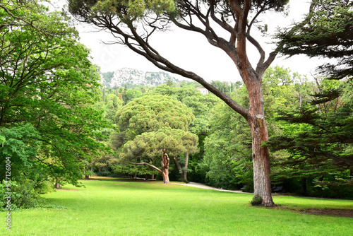 Picturesque places. Pigna pine tree in the park