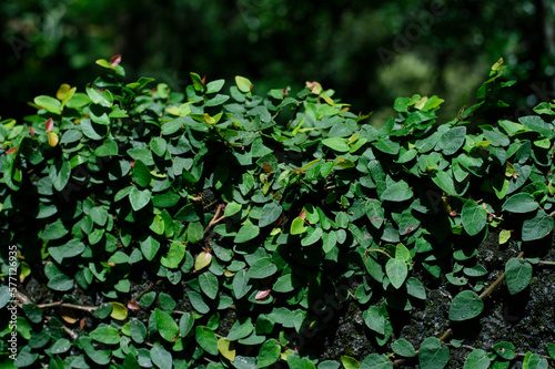 foliage covering the wall forming a green fodder