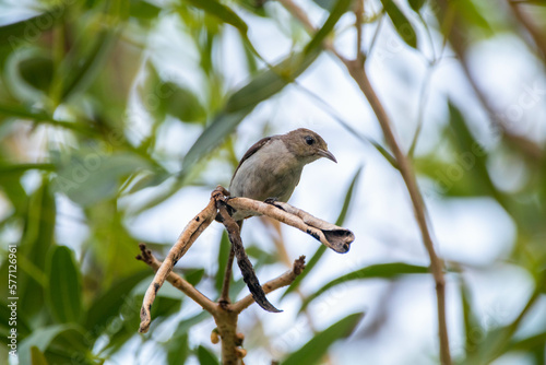 The scarlet-headed flowerpecker (Dicaeum trochileum) is a bird species in the family of Dicaeidae