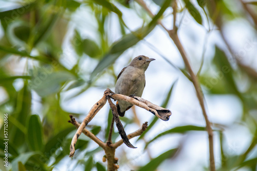 The scarlet-headed flowerpecker (Dicaeum trochileum) is a bird species in the family of Dicaeidae