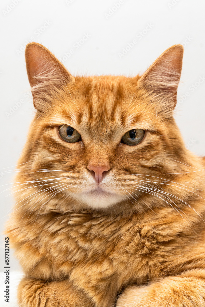 A cute adult yellow and white stray cat with green eyes and white background A cute adult yellow and white stray cat with green eyes and white background