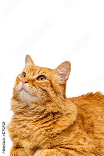 A cute adult yellow and white stray cat with green eyes and white background