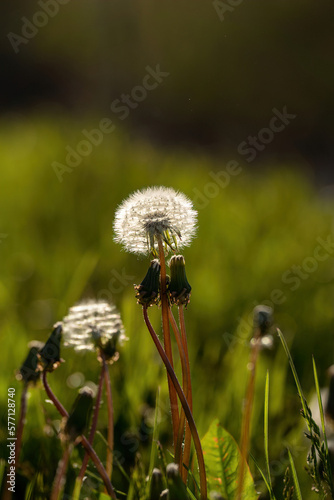 beautiful field of dandelions with bright white heads and blurred green background